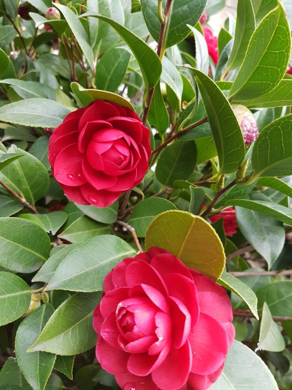 Il Giardino Di Vico Neve Bed and Breakfast Napels Buitenkant foto