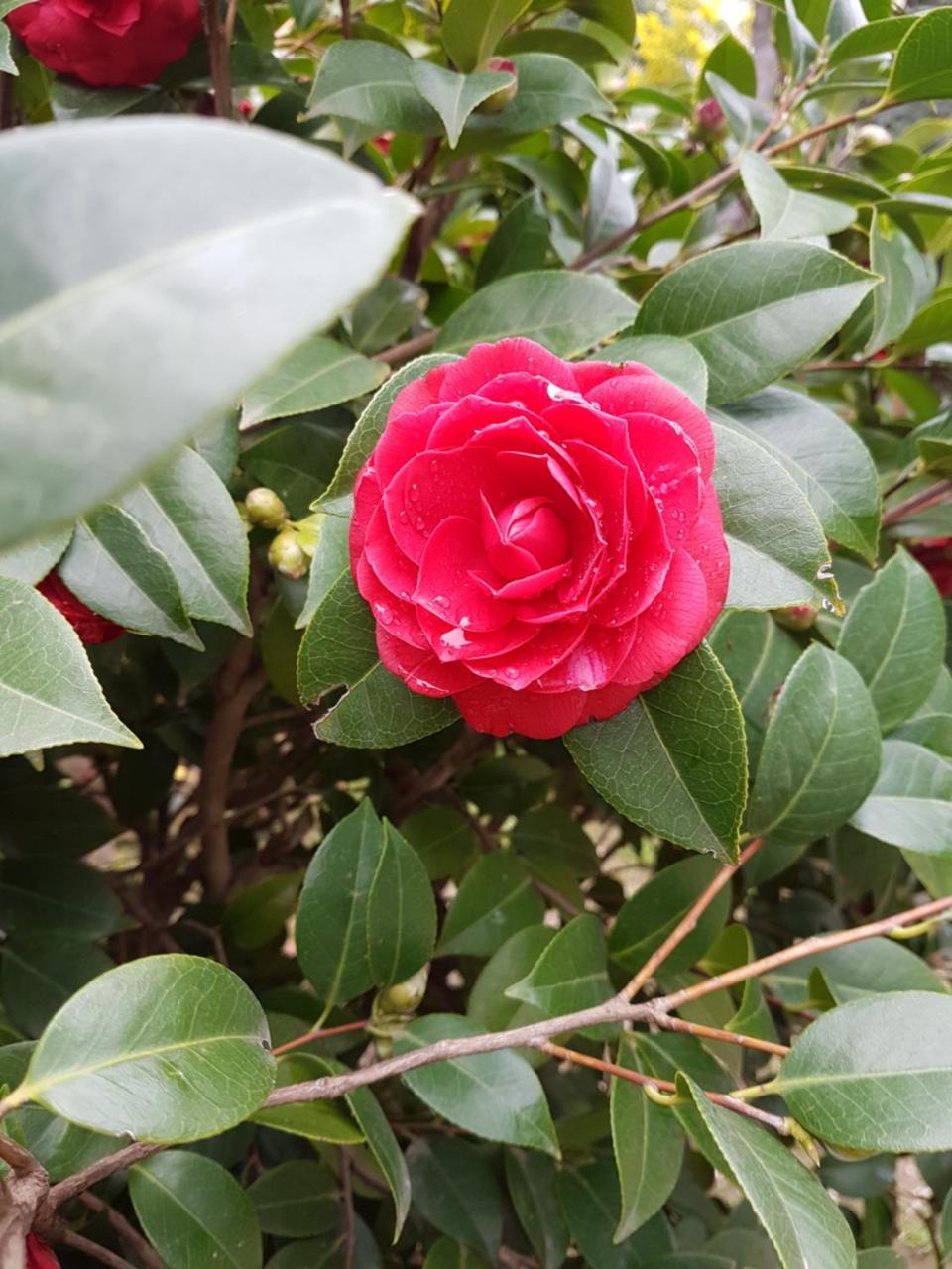 Il Giardino Di Vico Neve Bed and Breakfast Napels Buitenkant foto